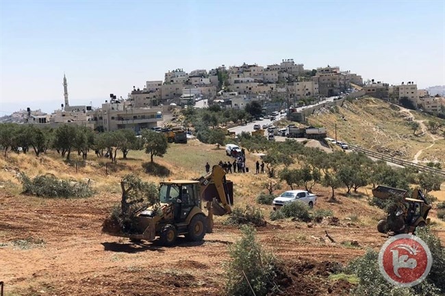 الاحتلال يقتلع أشجار زيتون معمرة في صور باهر