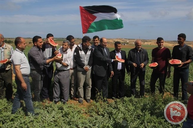 بدء موسم البطيخ في غزة
