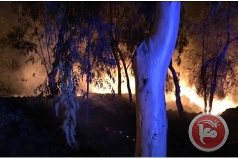 طائرة ورقية تحرق غابة في &quot;ناحل عوز&quot;