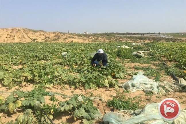 حصاد بطيخ الصيف قبل يوم من &quot;اللهيب&quot; على الحدود
