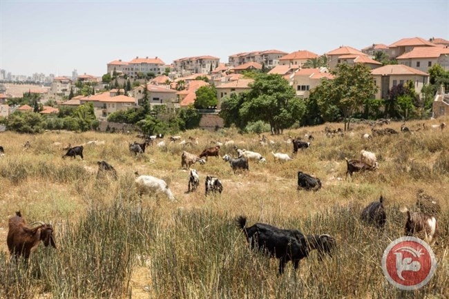 مستوطنة في إسرائيل تمتد إلى داخل الضفة