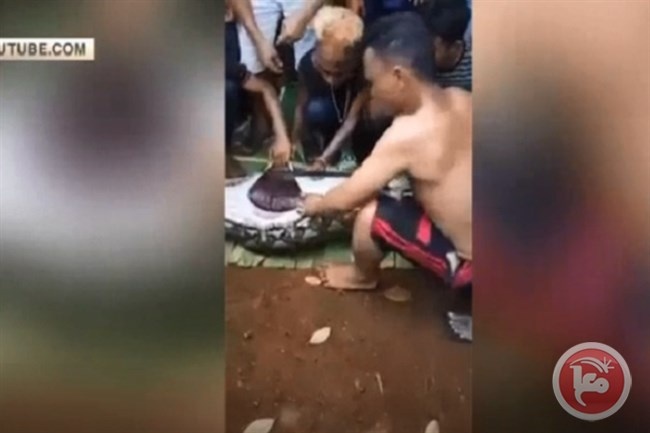 ثعبان يبتلع امرأة في إندونيسيا