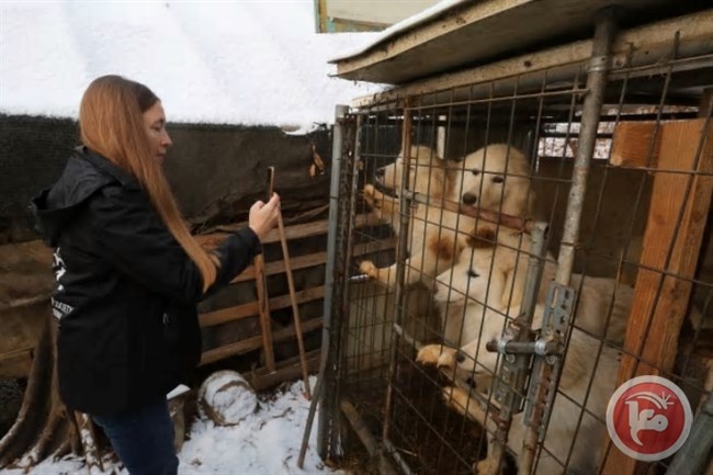 سابقة- كوريا الجنوبية تحظر اكل الكلاب