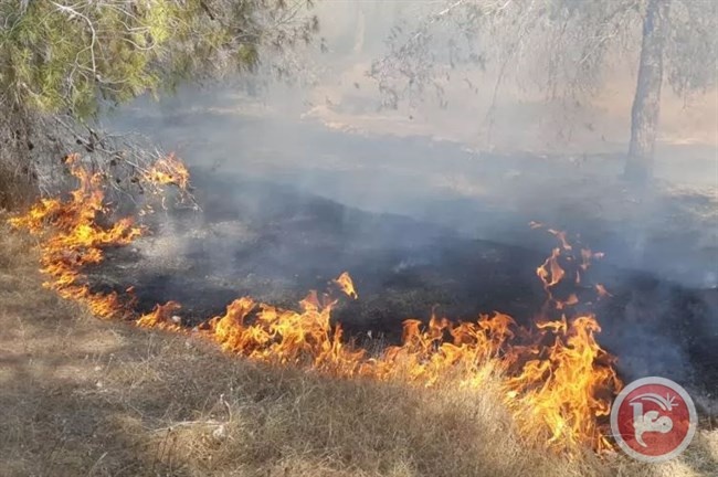 البالونات تحرق 300 دونم من مستوطنات غزة