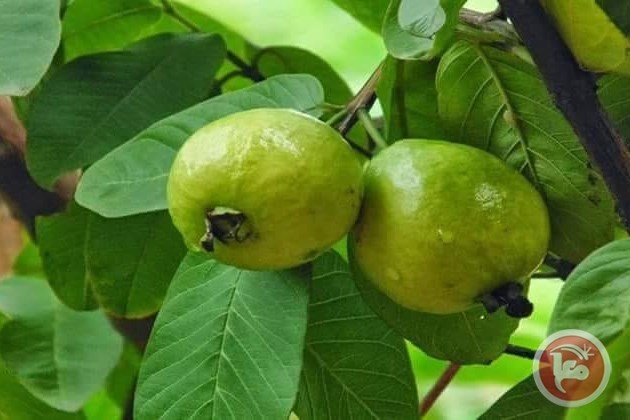 قريبا- فلسطين تصدر محصول الجوافة الى الأردن
