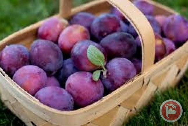 البرقوق يساعد في الوقاية من السرطان