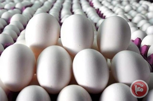 غزة- اتلاف 43 ألف من البيض المخصب