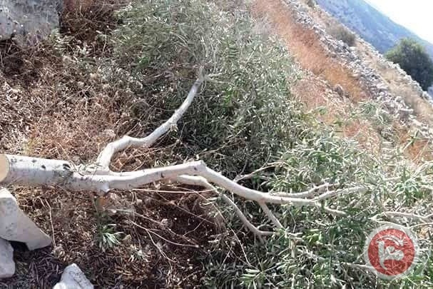 مستوطنون يقطعون 40 شجرة زيتون شرق رام الله