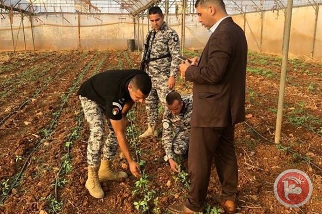 ضبط مشتل ماريجوانا في جنين