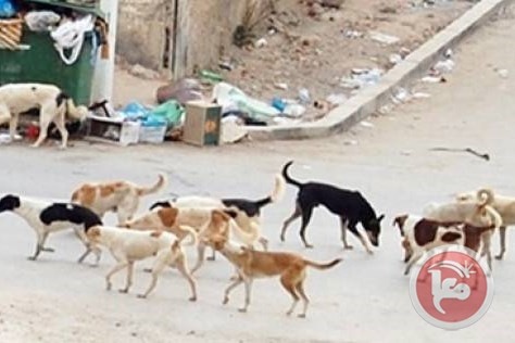 مصر ستُصدّر الكلاب الضالة الى كوريا