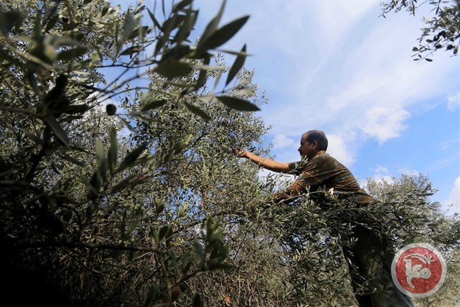 Salfit: The occupation shoots olive pickers and arrests farmers