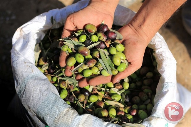 ائتلاف المؤسسات الأهلية الزراعية يرفض استيراد الزيتون من اسرائيل