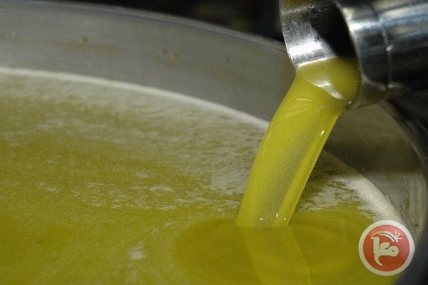 خبير زراعي لمعا: موسم الزيت هذا العام سيئ وسعر الكيلو 30 شيقلا