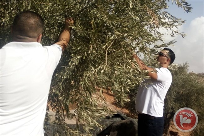 كوادر اللجنة الأولمبية تشارك مزارعي بلدة كفرمالك في قطف الزيتون