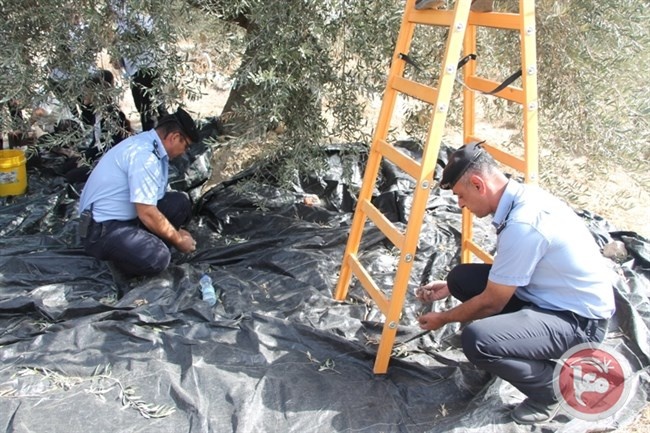 الشرطة تشارك الاهالي بقطف ثمار الزيتون في بيت لحم