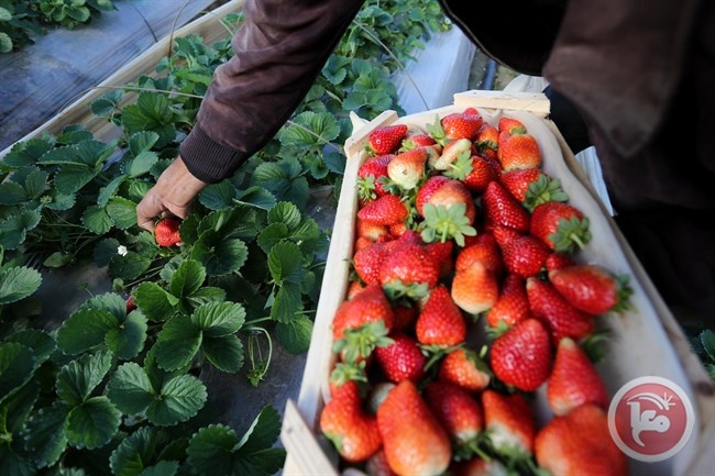 الزراعة: تصدير 3 أطنان فراولة من غزة لدول خليجية لاول مرة