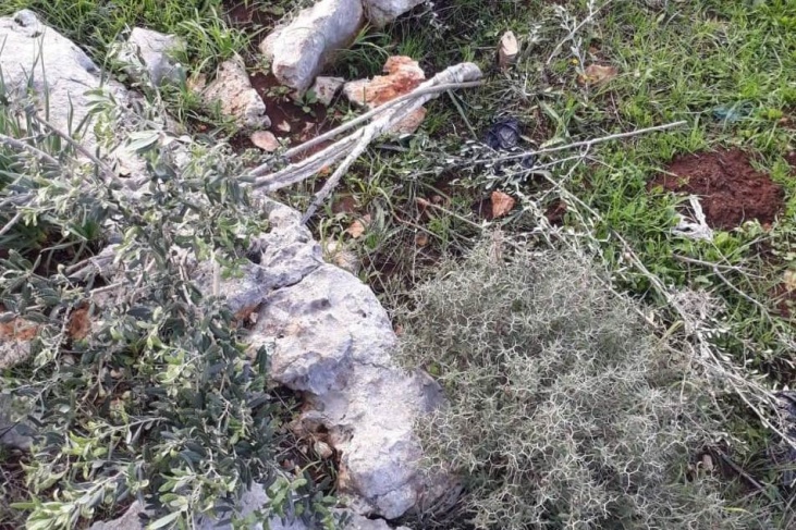 الاحتلال يقتلع وينشر 50 شجرة زيتون في بروقين