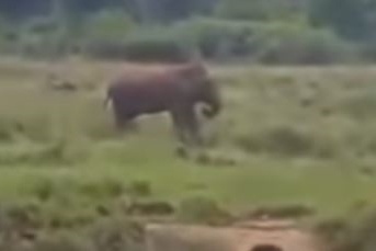 بالفيديو - أراد تنويم الفيل مغناطيسيا.. فهذا ما حدث!
