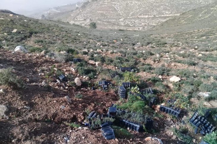 مستوطنون يدمرون أشتالاً حرجية شمال نابلس