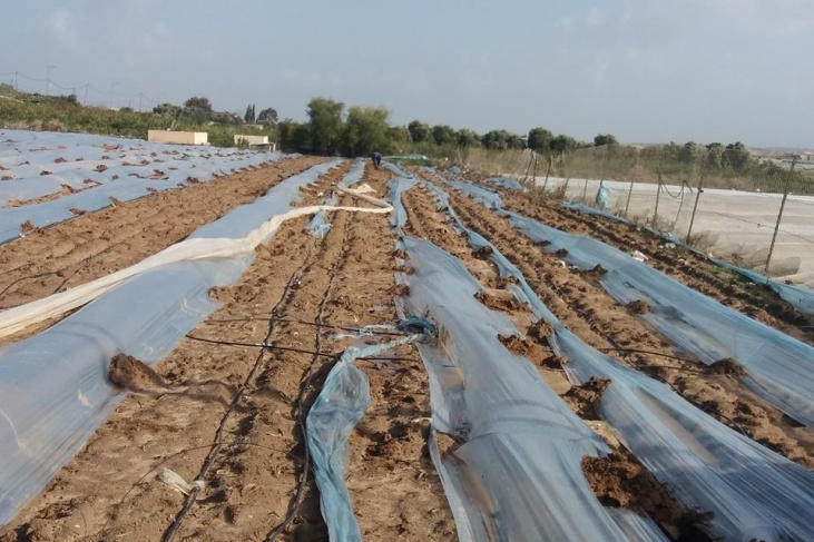 الزراعة في غزة تشكل لجنة لحصر اضرار المنخفض