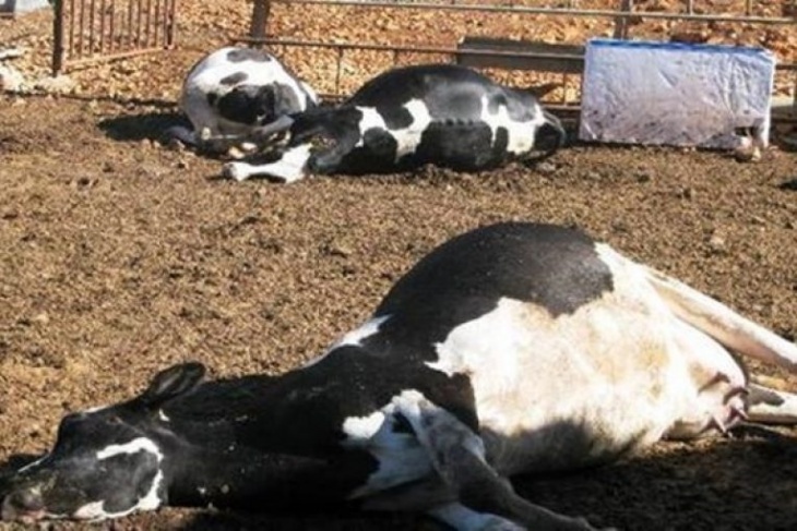 نفوق 4 أبقار بانفجار لغم في الأغوار الشمالية