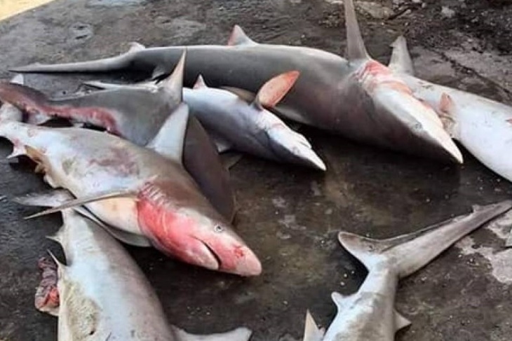 أسماك القرش في شباك صيادي غزة