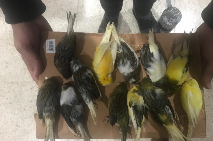 قنابل الاحتلال تتسبب بنفوق عشرات الطيور في سبسطية