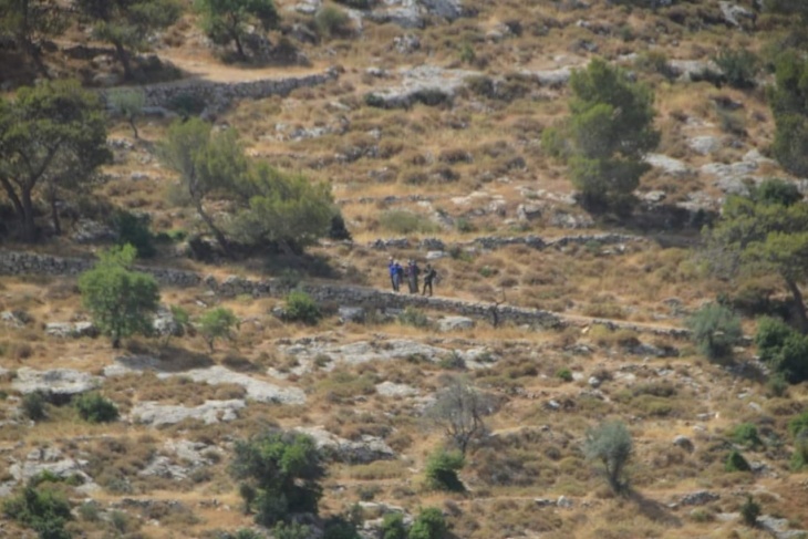 المستوطنون يسرقون ثمار 900 شجرة زيتون جنوب نابلس