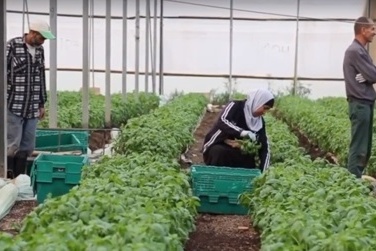 الريحان الدامي فلم يروي قصص النساء العاملات بالمستوطنات الزراعية