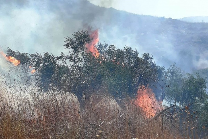 احتراق 40 شجرة زيتون في محافظة جنين