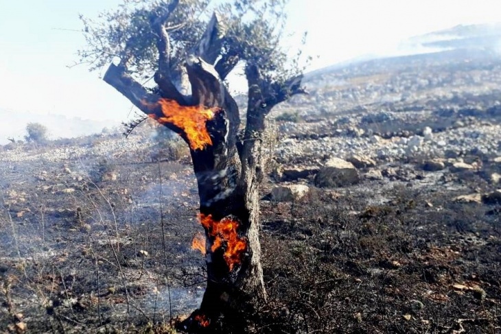 مستوطنون يحرقون نحو 1500 شجرة جنوب نابلس