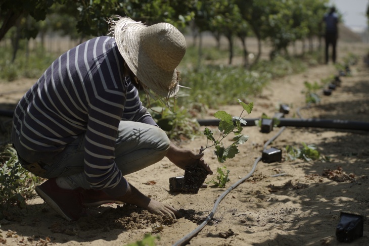 العمل الزراعي في غزة يزرع 50 دونما بأشتال العنب اللابذري المحسنة