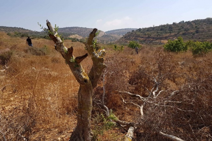 مستوطنون يقتلعون 80 شجرة زيتون جنوب نابلس