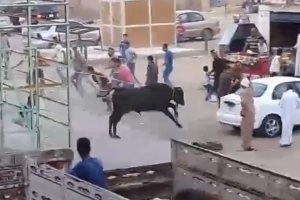عجل يقتل جزارا ويصيب 9 مصريين قبل ذبحه في العيد