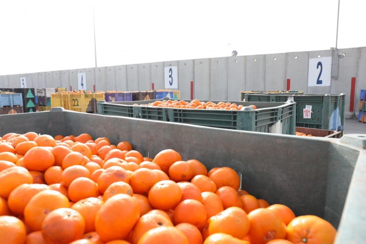 إحصائيات- ارتفاع كبير في صادرات غزة الزراعية للضفة والخارج
