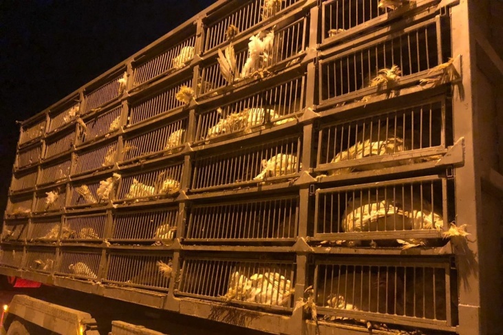 ضبط طيور واتلاف عصائر في طولكرم