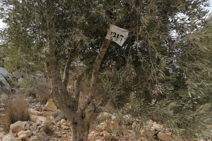 صور- مستوطنون يعتدون على أراض زراعية غرب سلفيت
