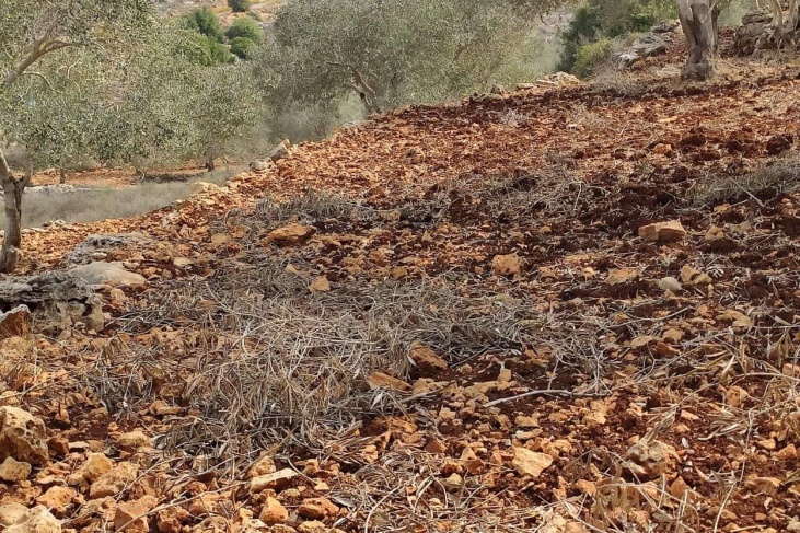 مستوطنون يسرقون ثمار الزيتون في سلفيت