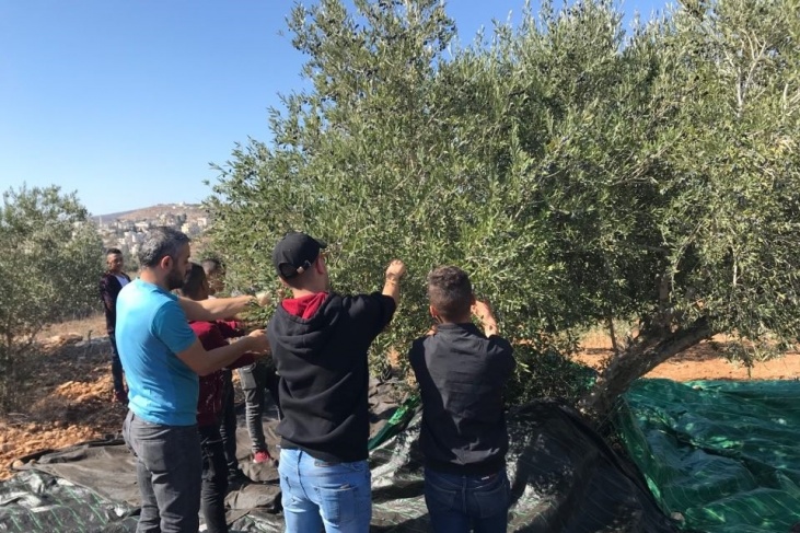 الزراعة: إنتاج الزيتون هذا العام في فلسطين سيشهد تراجعا كبيرا