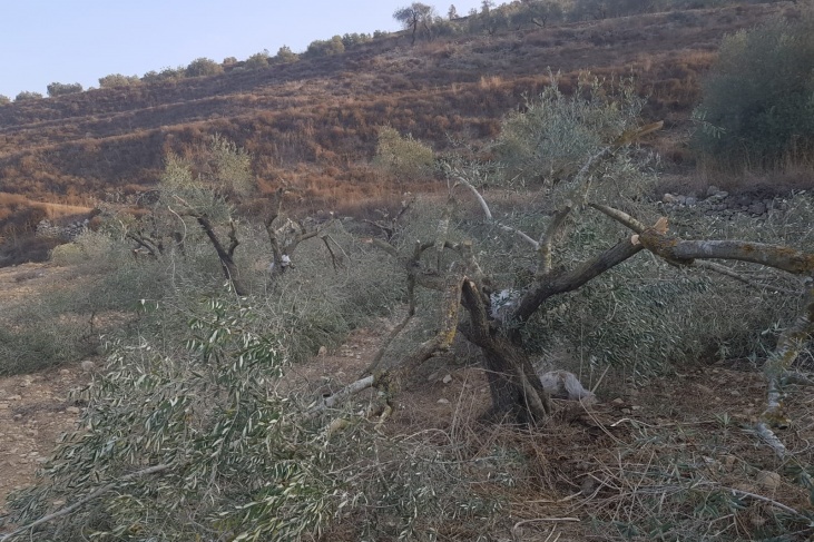 مستوطنون يحطّمون عشرات أشجار الزيتون