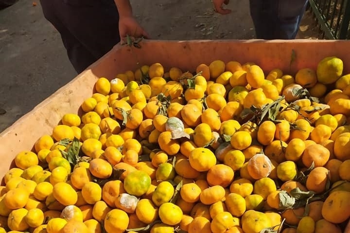 بلدية الخليل تضبط فاكهة فاسدة وتتلفها