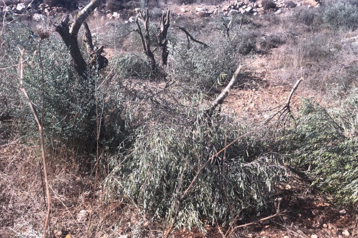 مستوطنون يقطعون 30 شجرة زيتون جنوب نابلس