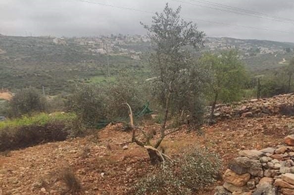 The occupation expels farmers from their lands in Salfit